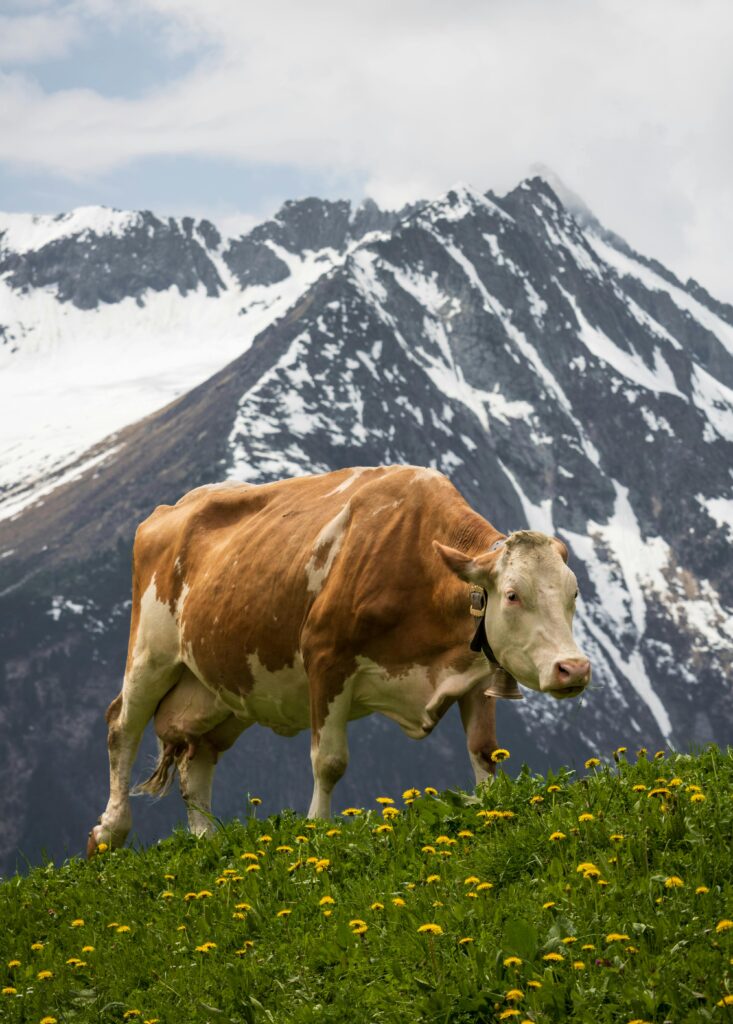 A cow grazes in a lush meadow with snow-capped Alps in the background, Mayrhofen, Tirol.
